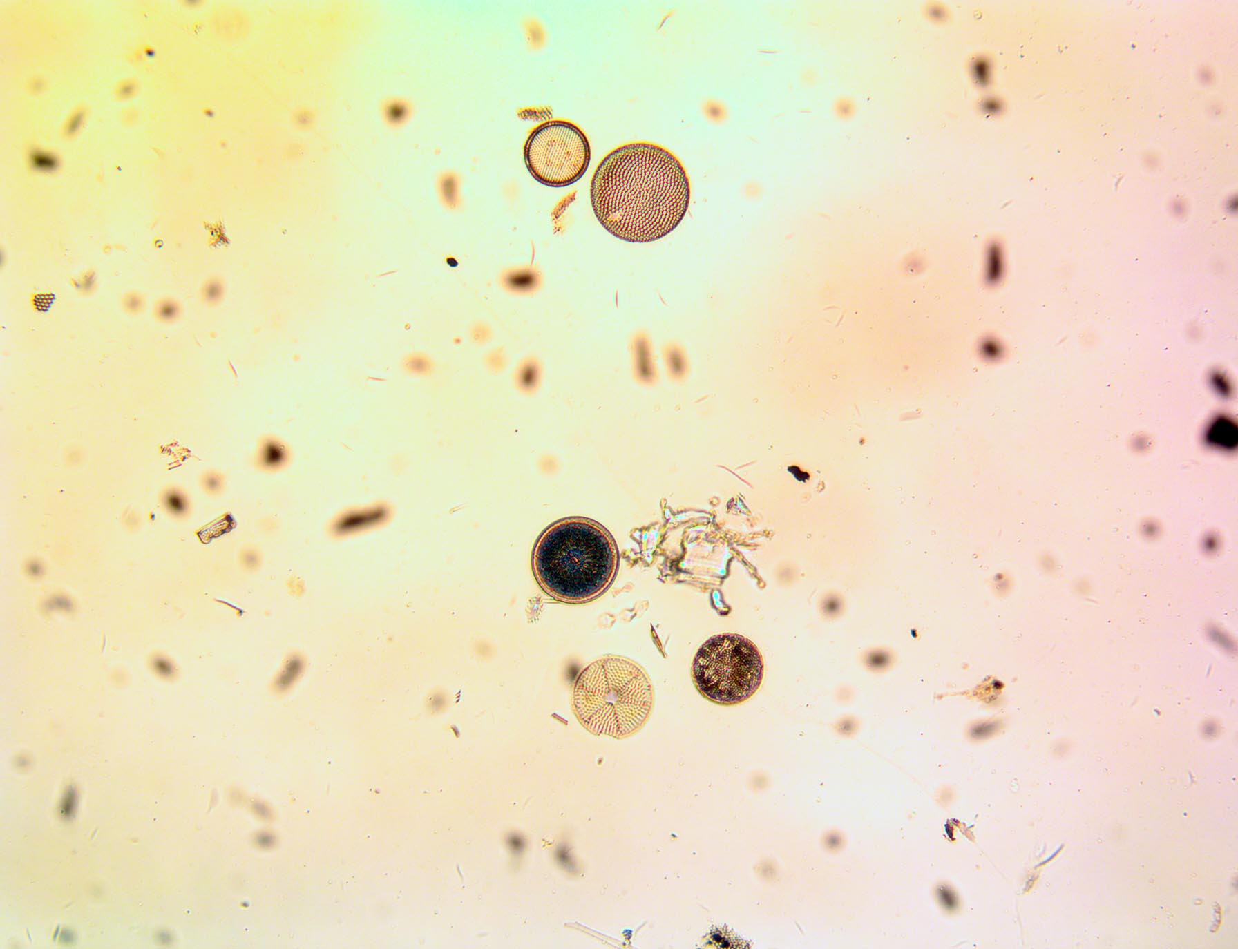 diatoms microscope slide